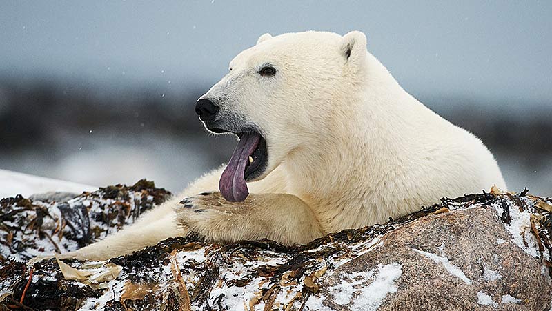 De tong van een ijsbeer