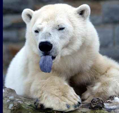 Blauwe tong van een ijsbeer
