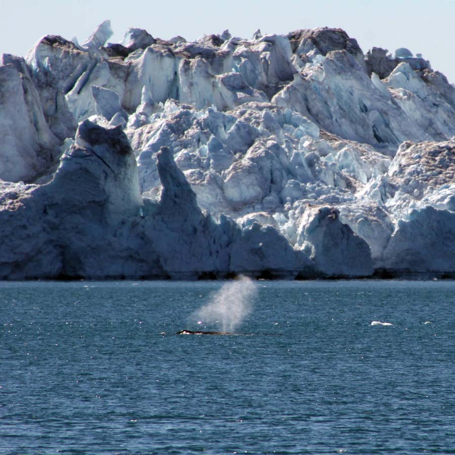 Walvissen tussen de ijsbergen